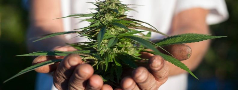 Three Key Things That You Should Know Before You Use Weed